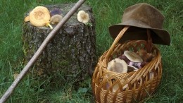 Пожилого грибника из Новосибирска парализовало в лесу — видео