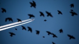 Самолет столкнулся со стаей птиц при взлете в Екатеринбурге