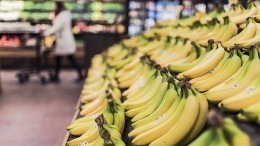 Бананы могут стать дефицитным продуктом в мире