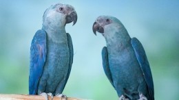 Попугаев-матерщинников спрятали от посетителей британского зоопарка