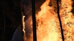 Спасателям не удается справиться с огненной стихией под Воронежем — видео