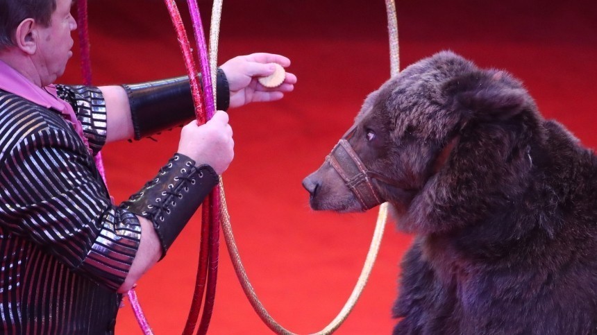 Смотритель цирка в Москве умер после нападения медведя