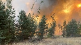 Огонь дугами охватил леса: рязанский полигон, где взрываются боеприпасы сняли с высоты птичьего полета