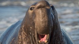 В Чили морской слон вышел из воды на городскую улицу