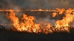 Степные пожары в Омской области вплотную подошли к жилым домам