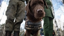 На чердаке жилого дома в Петербурге обнаружили боевой снаряд времен ВОВ