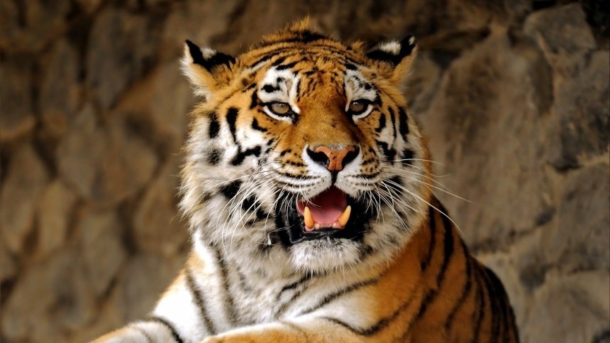 Картинка грозный тигр