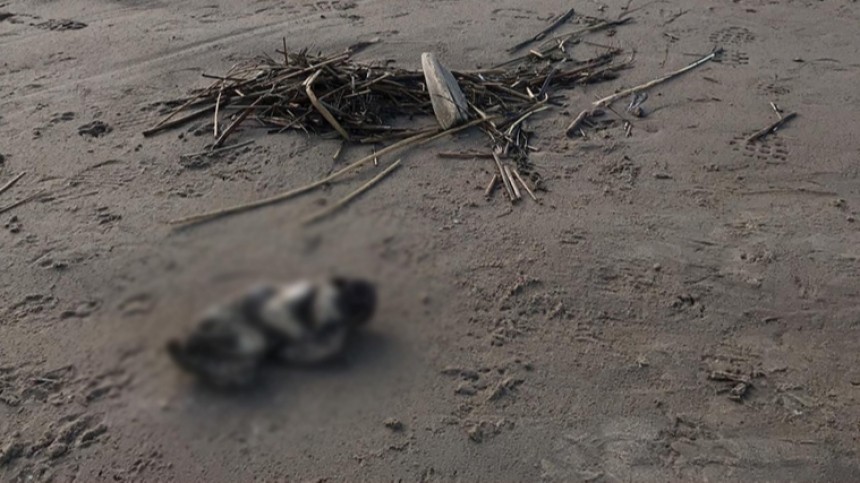 «Неизвестное существо» на берегу Финского залива оказалось телом младенца