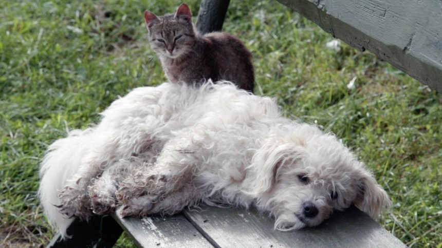 Приют под Иркутском обвинили в убийстве 50 тысяч кошек и собак