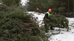 Три-четыре ели до тюрьмы: в России проводится рейд по незаконным вырубкам