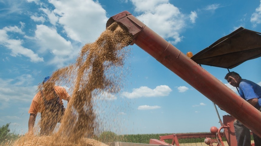 У российской пшеницы возникли сложности с поставками за границу