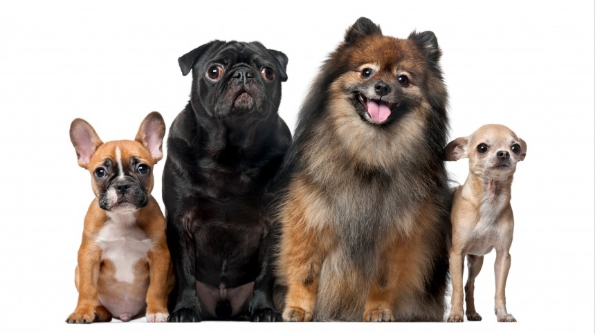 Самые популярные породы собак: ТОП с описанием, фото и характеристиками.