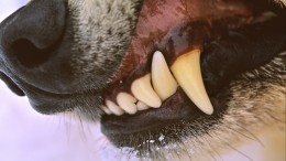 Видео: Маленький терьер ценой жизни спас десятилетнего хозяина от волка в Коми