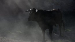 «Убивают по-подлому»: малоизвестные факты о характере быка — символа 2021 года