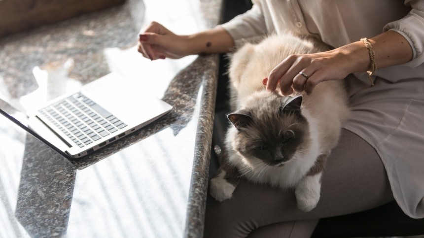 Психологи оценили, как домашние кошки влияют на работу хозяев