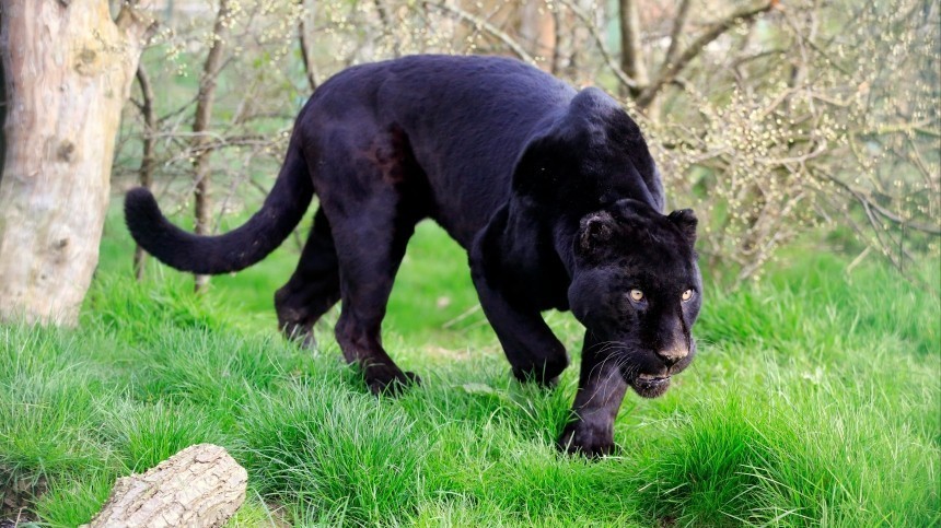 Черная пантера напугала жителей Подмосковья