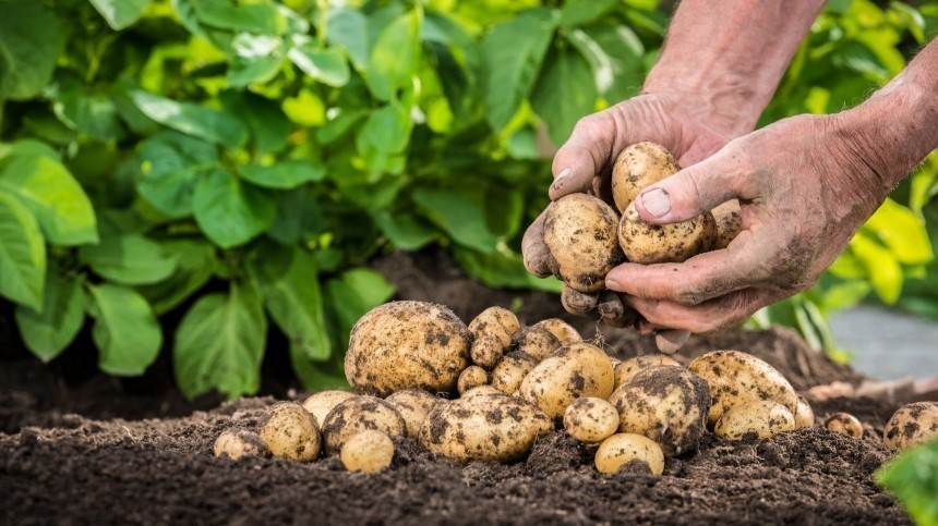 Юрист разъяснил, кому может грозить штраф за выращивание картофеля