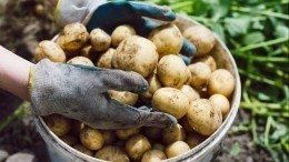 «Как предупреждение»: юрист о возможных штрафах за выращивание картофеля в РФ