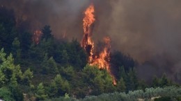 Сотни краснокнижных птиц и животных погибли в природном парке Приморья