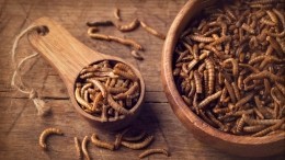 Докатились: власти Евросоюза разрешили употреблять в пищу мучных червей