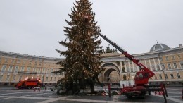 В Петербурге разобрали новогоднюю елку. Что будет с лесной красавицей дальше?