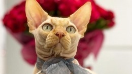 «Себе набей!» — Блогера из Украины обвинили в живодерстве за тату, сделанное коту