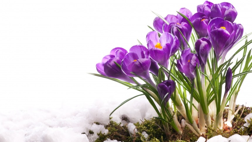 Метеорологи назвали точную дату наступления весны в России