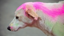 Видео: в Подмосковье и Нижегородской области появились цветные собаки