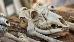 Украденные из музея черепа плотник продавал на сайте объявлений «за копейки»