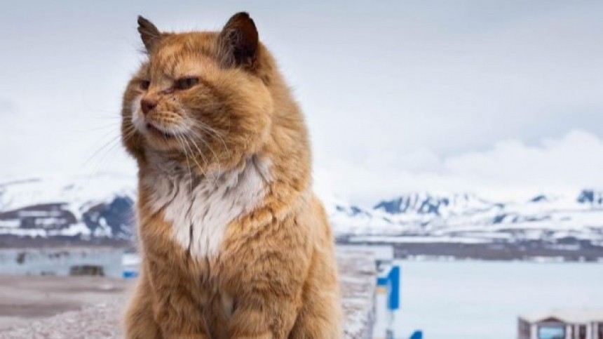 «Пушистый нелегал»: умер легендарный кот Кеша со Шпицбергена