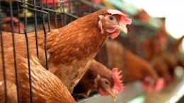 Вирусолог назвал главные меры профилактики птичьего гриппа