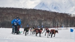 Видео: легендарная гонка «Берингия» проходит на Камчатке