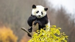 Смелые животные, которые стали героями соцсетей — смешные видео