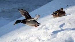 Сотни мертвых уток и лебедей обнаружили у берегов Каспийского моря