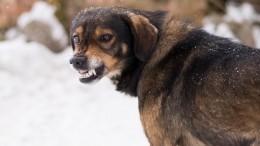 Прохожие вырвали девочку из пасти бродячей собаки в Новосибирске — видео