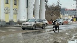 Видео: олень сбежал из зоопарка в Ангарске и перепугал водителей