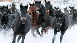 Лесничий задержан по подозрению в расстреле табуна лошадей в Иркутской области