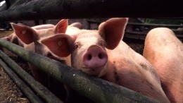 Очаг африканской чумы свиней обнаружили в Магаданской области