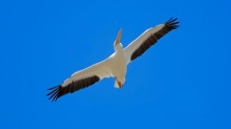 В Дагестане зафиксирована массовая гибель пеликанов