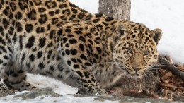 Исчезающие амурские леопарды покрасовались перед камерами в Приморье — фото