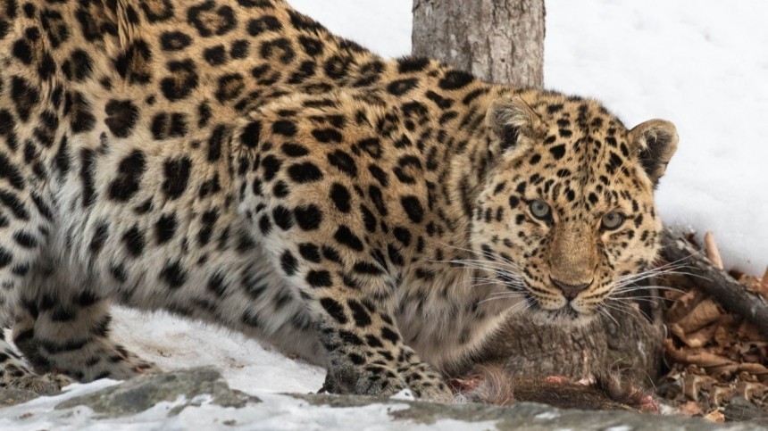 Исчезающие амурские леопарды покрасовались перед камерами в Приморье — фото
