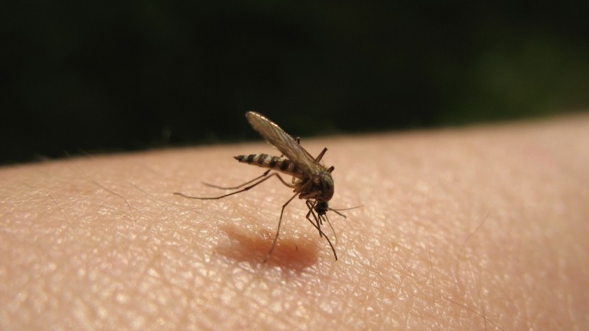 Ученые из России и США решили «отучить» комаров пить кровь людей