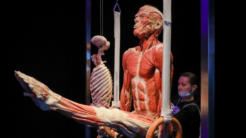 Следственный комитет РФ проверит выставку человеческих тел в Москве