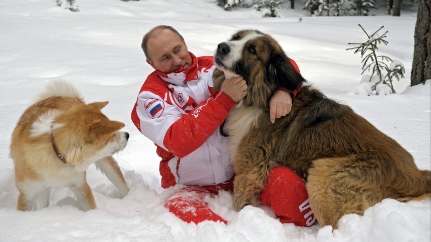 Собаки или кошки: Песков рассказал о домашних животных Путина