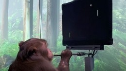 Украинский киберспортсмен вызвал чипированную обезьяну Маска сыграть в Dota