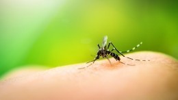 Для кого укусы комаров могут быть крайне опасны — объясняет врач