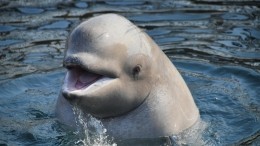 В Фонде защиты китов заявили о возможной гибели белух на Чукотке