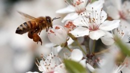 Пудов день 28 апреля: как с помощью пчел проверить жениха