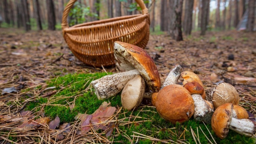 В Госдуме отреагировали на идею ужесточения правил сбора грибов для граждан