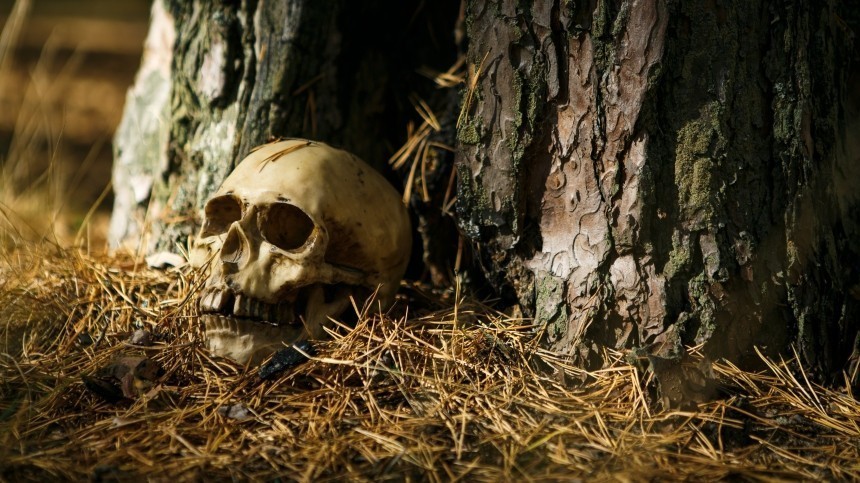Только кости и штаны: человеческий скелет обнаружили в лесу под Петербургом